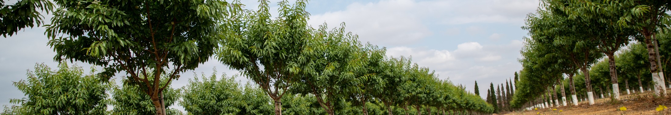 Sopladores Agrícolas Vimar