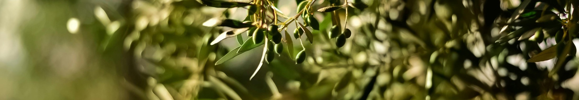 Limpiadoras de Frutos