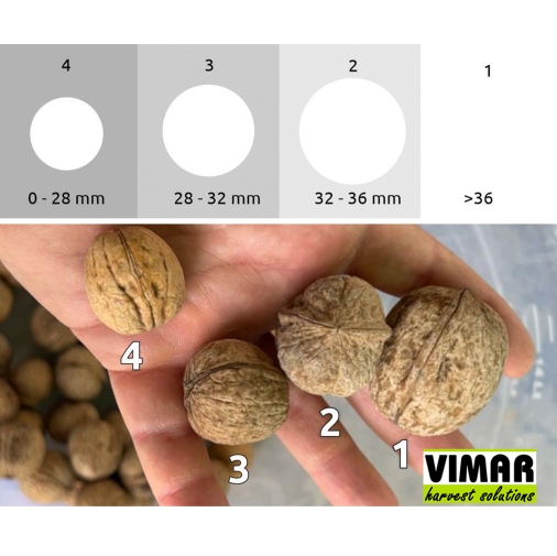 c300e-walnut-sorting-2.jpg